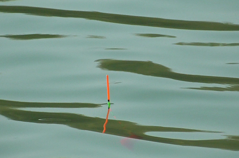 如何钓鲮鱼教你一招,钓鲮鱼饵料怎么搭配