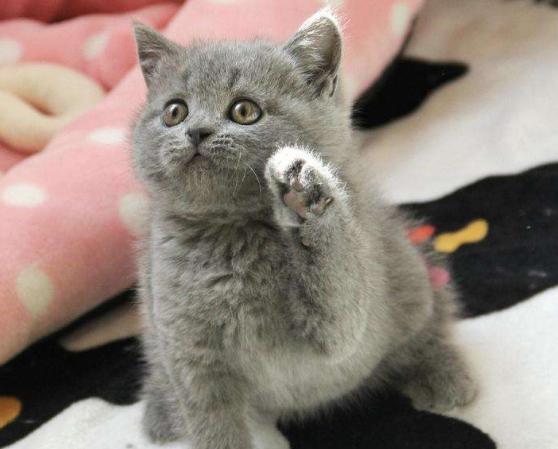 幼猫爱吃饭是为啥,幼猫爱喝水不爱吃猫粮