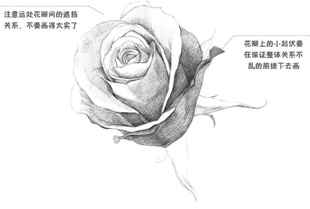 素描零基础入门教程水果,素描入门零基础教程玫瑰花
