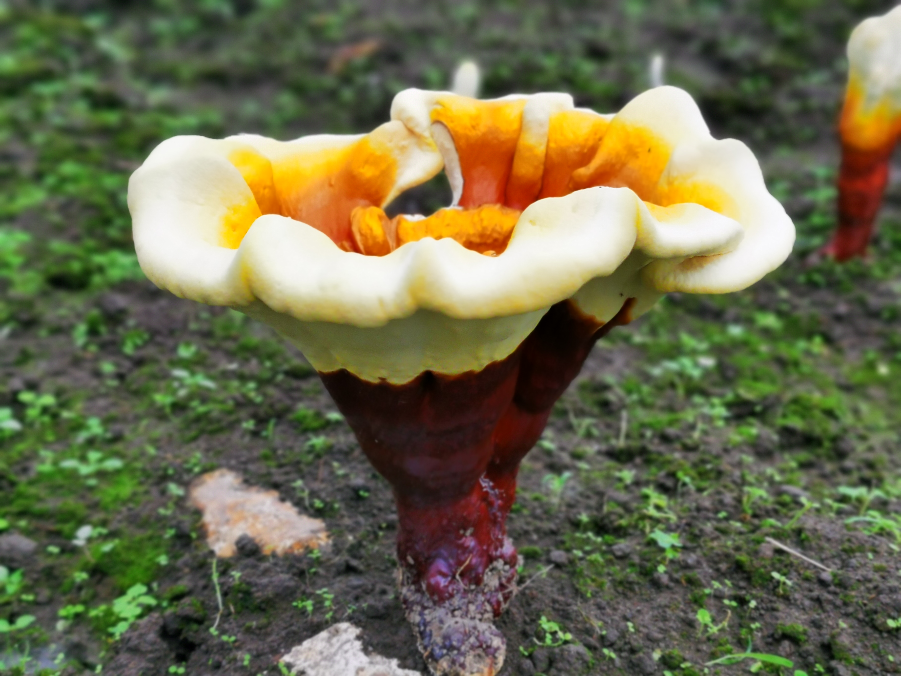 端午与灵芝文化,灵芝和端午节的关系