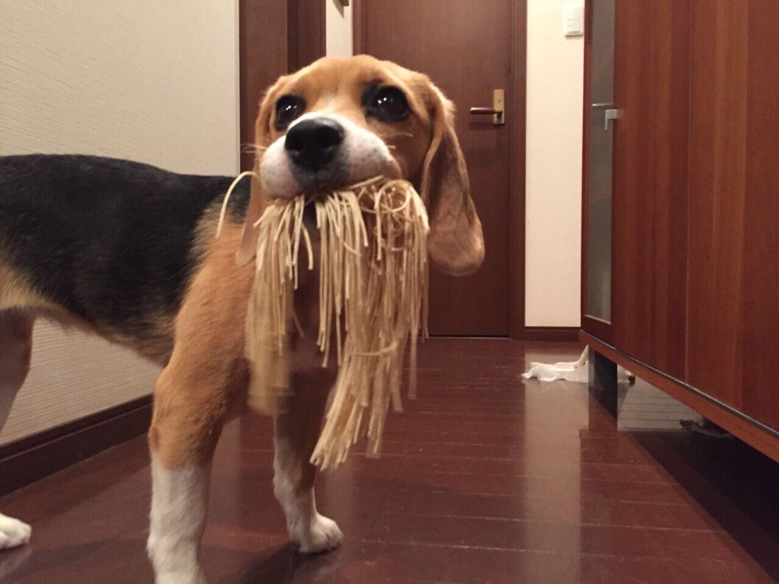 比格犬的优点和缺点有什么？看完这篇，别成为下一个比格犬受害者