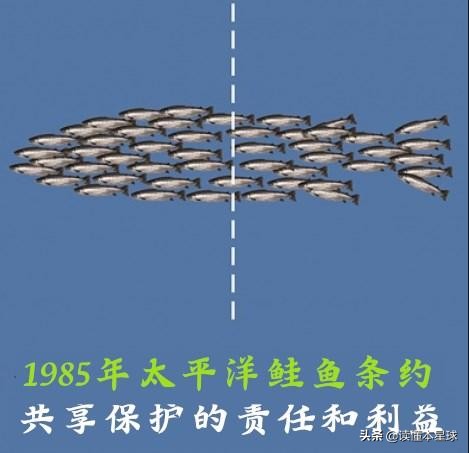 转基因鲑鱼,转基因大西洋鲑鱼