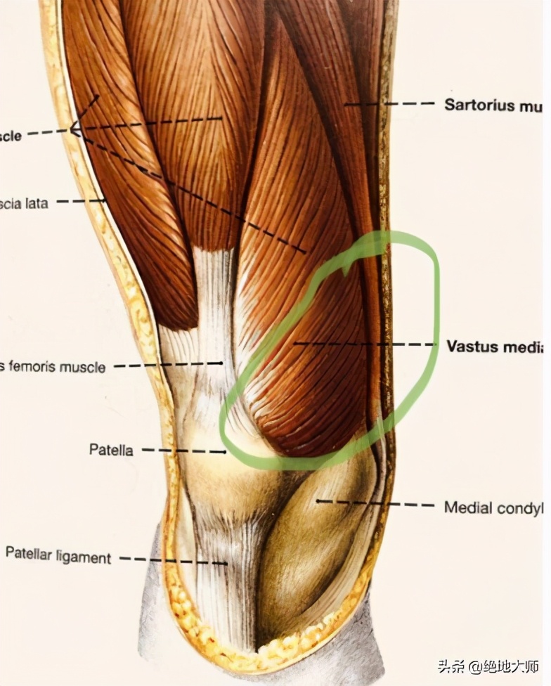 膝关节疼痛用神经阻断疗法,膝关节的疼痛与治疗综述