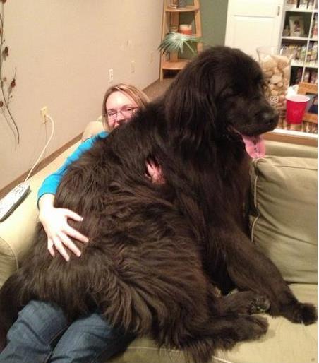 冬天德牧毛发变长,冬季养什么狗好看又好养