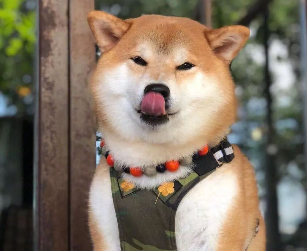 孕期正确养狗狗,夏季孕期养狗狗注意事项