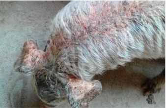 保育猪渗出性皮炎的治疗,猪渗出性皮炎的原因和治疗方案