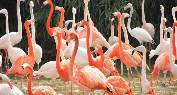 哪个动物园可以和动物亲密接触,野生动物园近距离接触动物感触