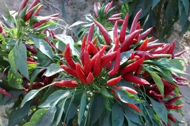 有个地方叫南雄,岭南一隅的南雄