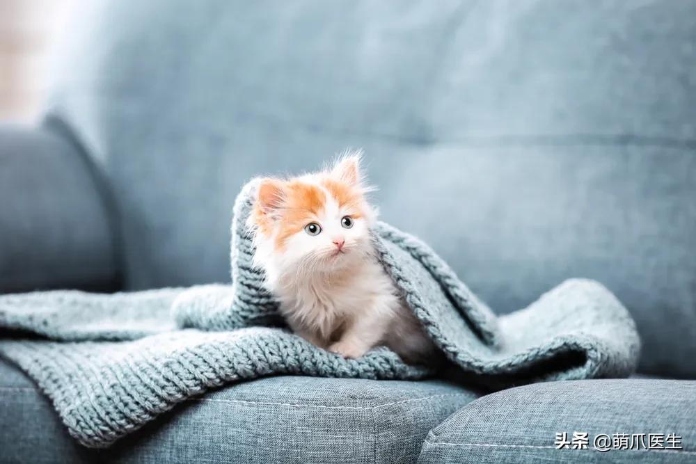 养了猫还适合养鹦鹉吗,养了猫还能养松鼠吗