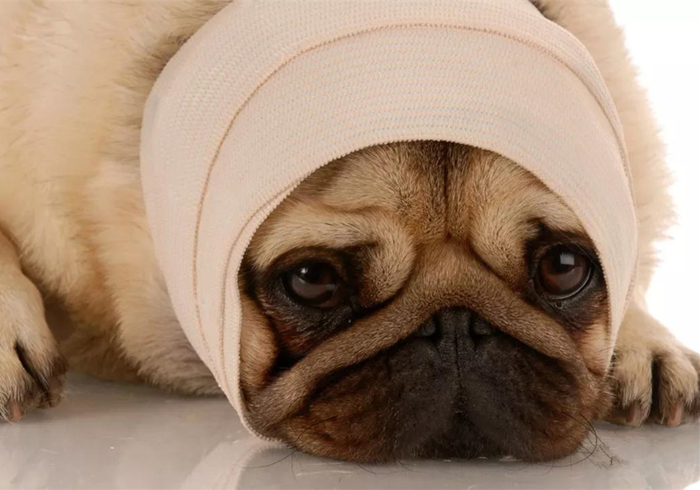 狗狗蛀牙看似轻微却暗藏隐患！鼻窦炎、脑膜炎等问题不容小视