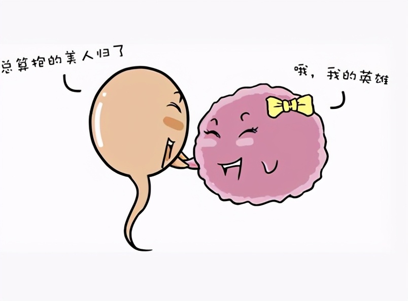 精子和卵子相遇多久可以看到胎芽,精子跟卵子是怎样相遇的