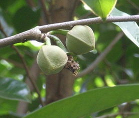 刺果番荔枝花和果图片,刺果番荔枝叶子
