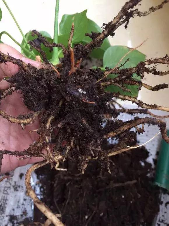 红掌枯萎还会长新叶吗,红掌黄叶腐烂枯萎怎么补救