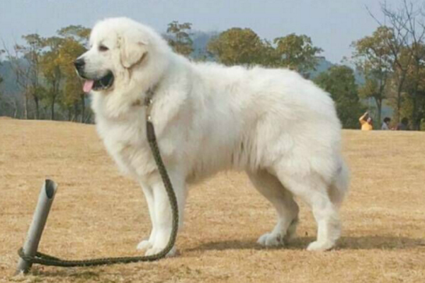 大白熊禁养原因,大白熊犬被禁养