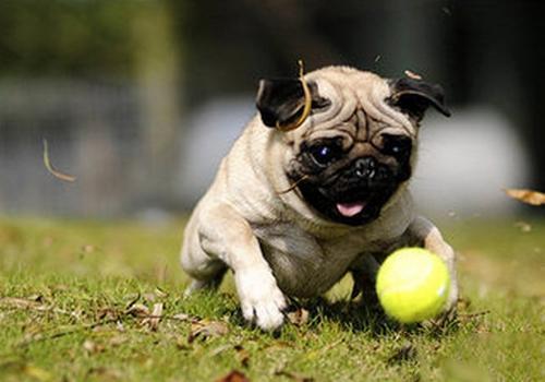 买个纯种母狗划算还是纯种公狗好,细犬幼犬公狗怎么挑