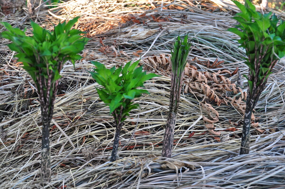魔芋致富大产业,种植魔芋效益如何