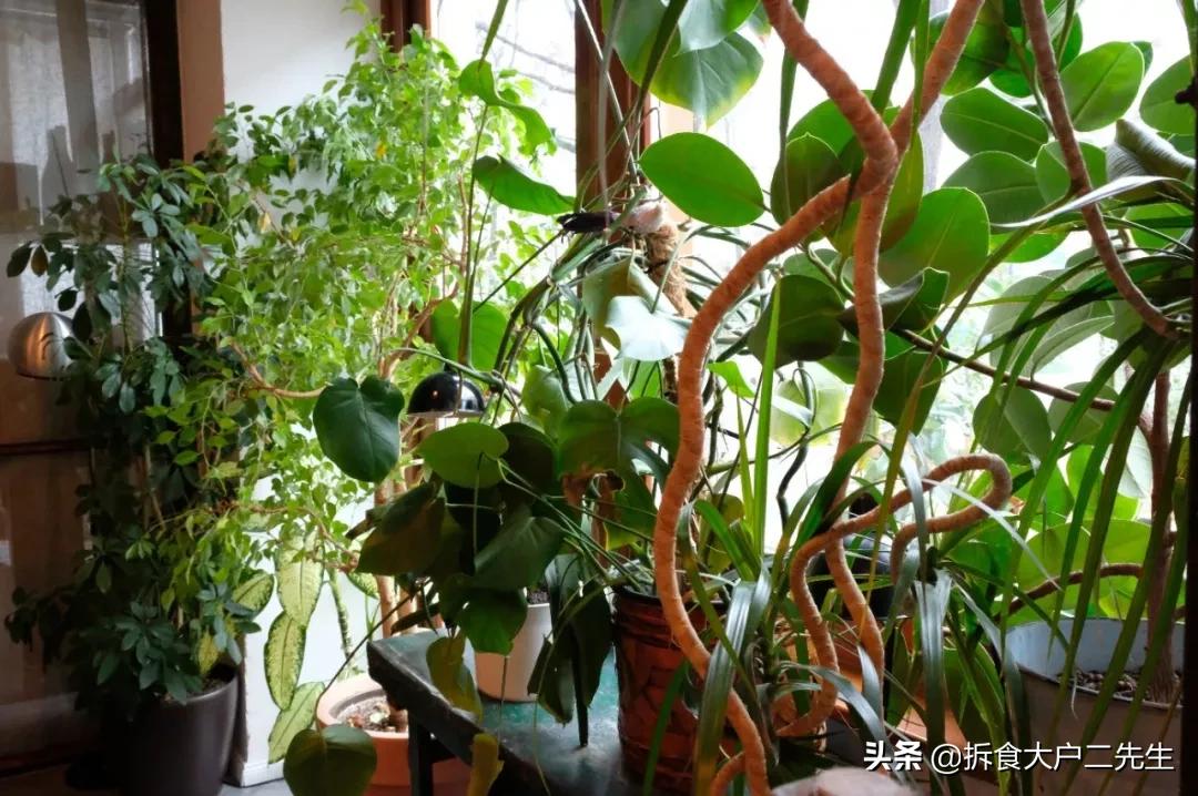 全球第一的素食餐厅,全球第一家素食馆