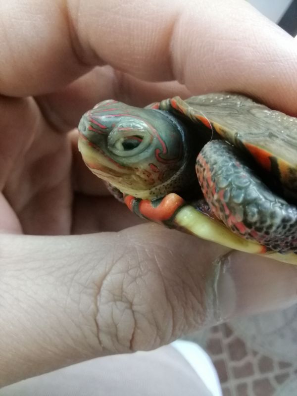 木纹龟生病,木纹龟眼睛出问题