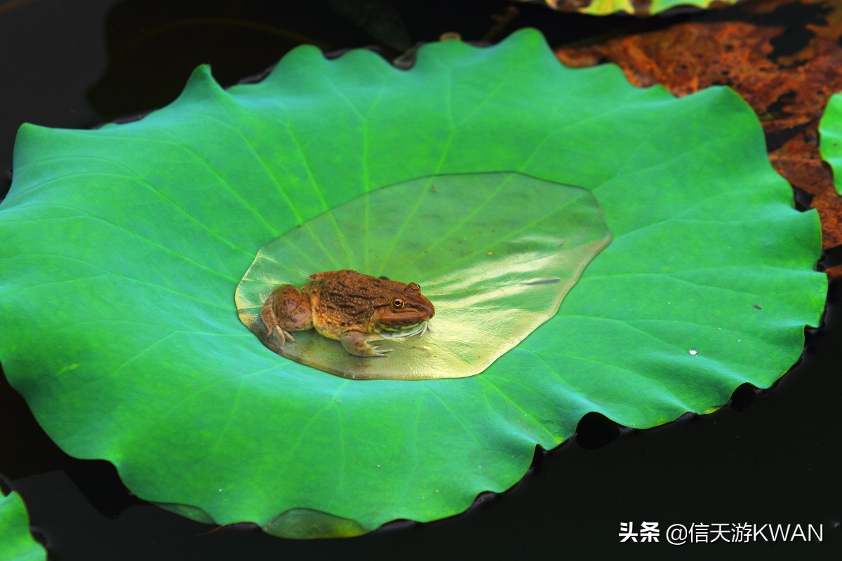 澶忚嚦宸茶嚦鑽疯姳鏅偣 (澶忚嚦宸茶嚦閭ｅ氨蹇樺嵈鐐庣儹鍘昏祻鑺卞惂)