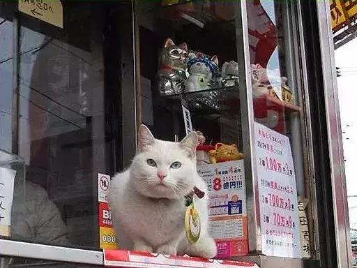彩票店招财猫图片大全,招财猫中奖彩票