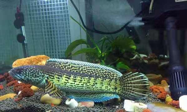 冬天养小热带鱼需要放加热棒吗,冬天热带鱼怎么养最省电