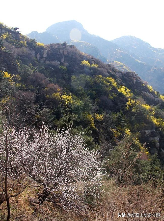 济南春季赏花自驾,济南踏青赏花新模式