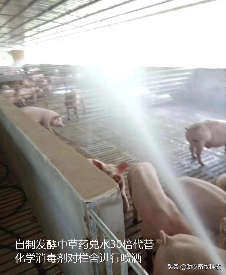 外购仔猪回来怎么处理,外购仔猪有什么风险