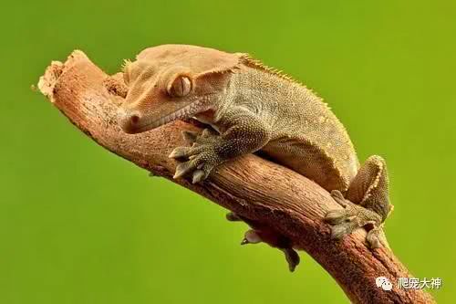 另类宠物饲养爬行动物,爬行宠物蜥蜴怎么养