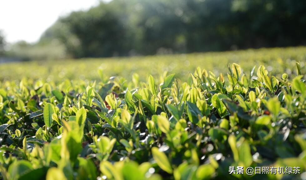 日照绿茶新茶露天春茶,日照绿茶今年的春茶有吗