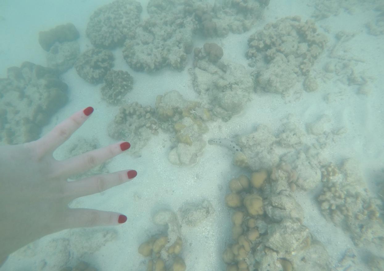 泰国普吉岛斯米兰岛旅游攻略,泰国旅游普吉岛的夏天皮皮岛浮潜