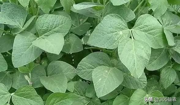 大豆开花结荚期怎么管理,大豆初花期如何管理才能增产