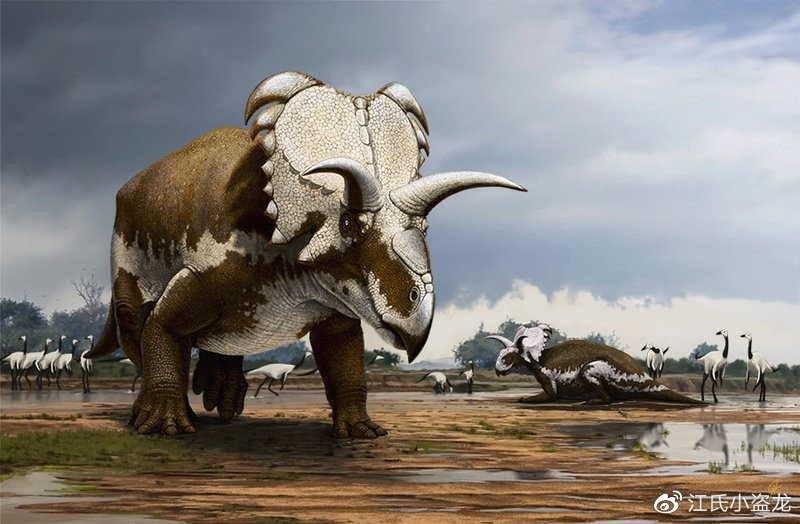 长得跟其他恐龙不一样的恐龙,恐龙化石奇怪的动物