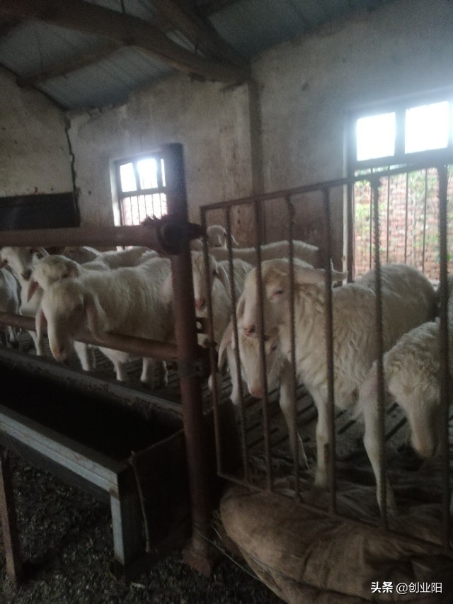 养羊怎么隔绝羊病,如何预防养羊场中羊病的发生