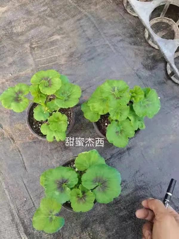 阳台天竺葵容易爆花品种,天竺葵最能开花的品种