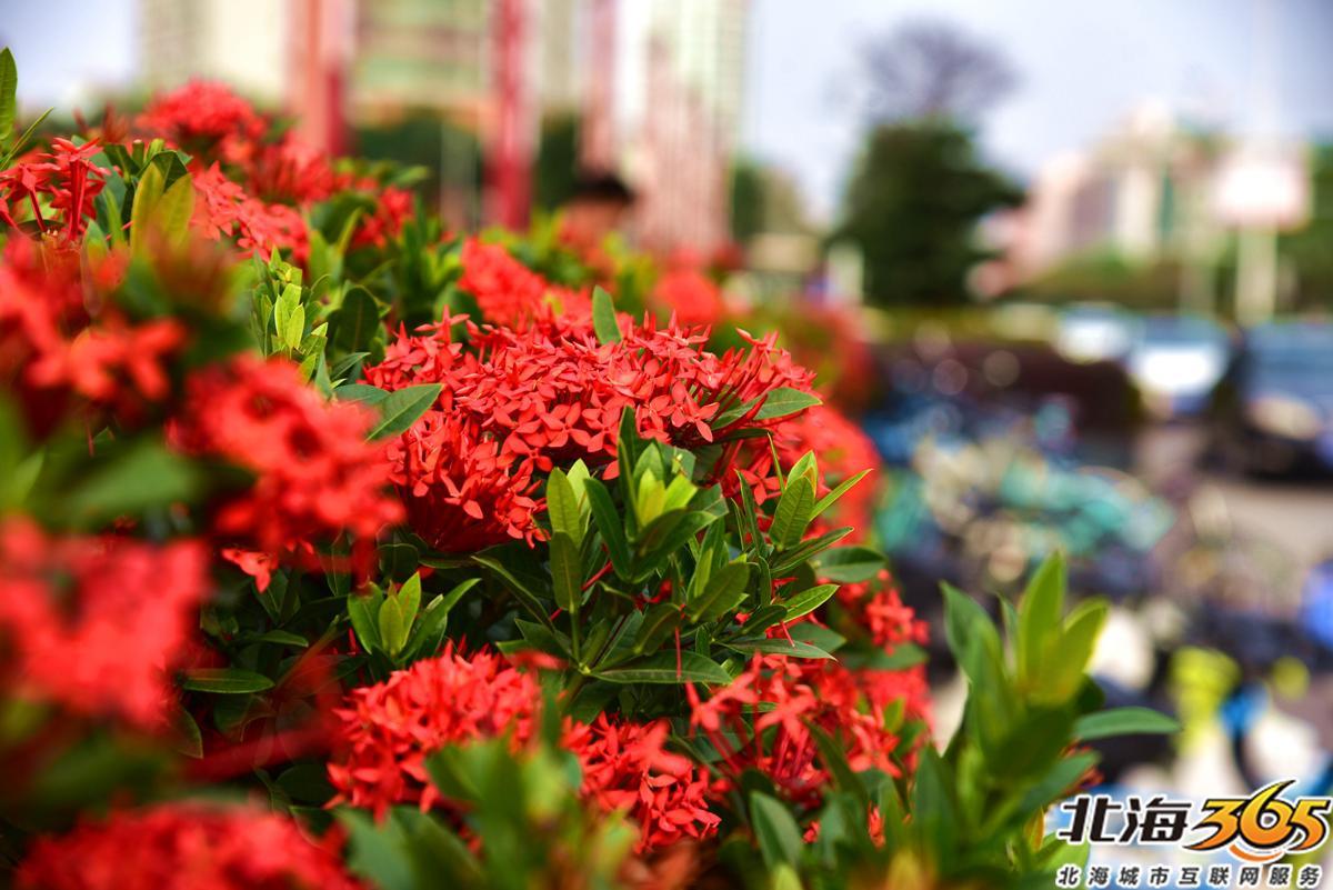 「多图」春天来了!北海街头的三角梅、黄花风铃开得好艳