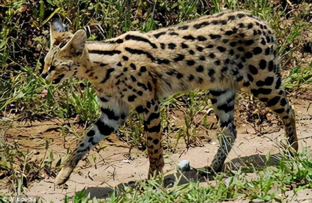 世界十大最贵宠物世界上最贵的宠物是什么