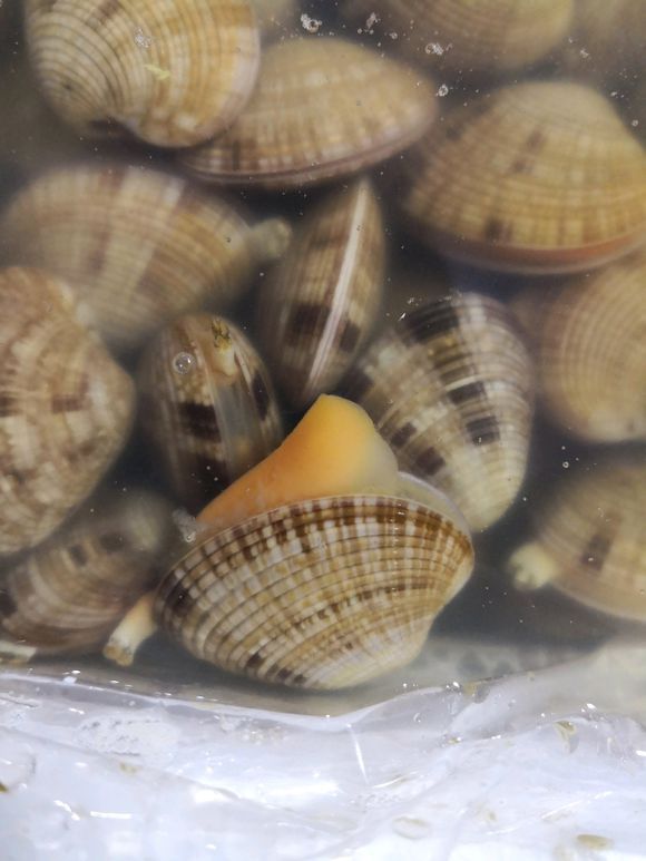 蛤蜊蒸蛋鲜到掉眉毛,蛤蜊蒸蛋的由来