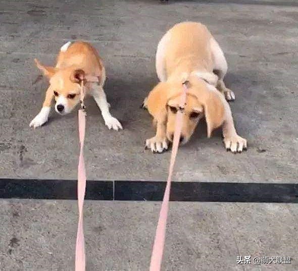 遛完狗狗不回家,狗狗遛完不肯回家怎么办