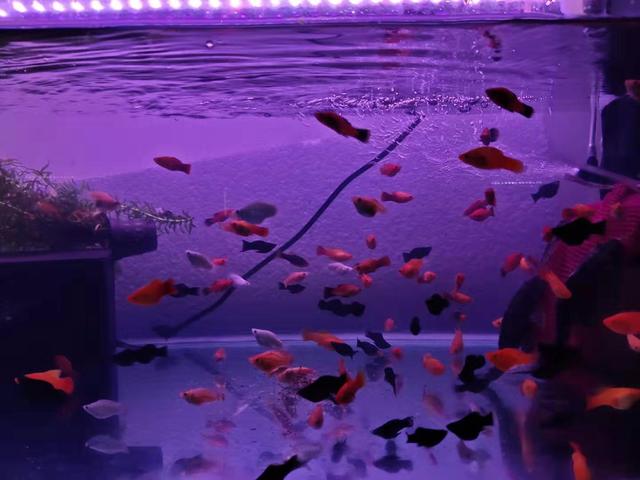 饲养观赏鱼应注意哪些方面的问题,饲养观赏鱼可有什么小技巧
