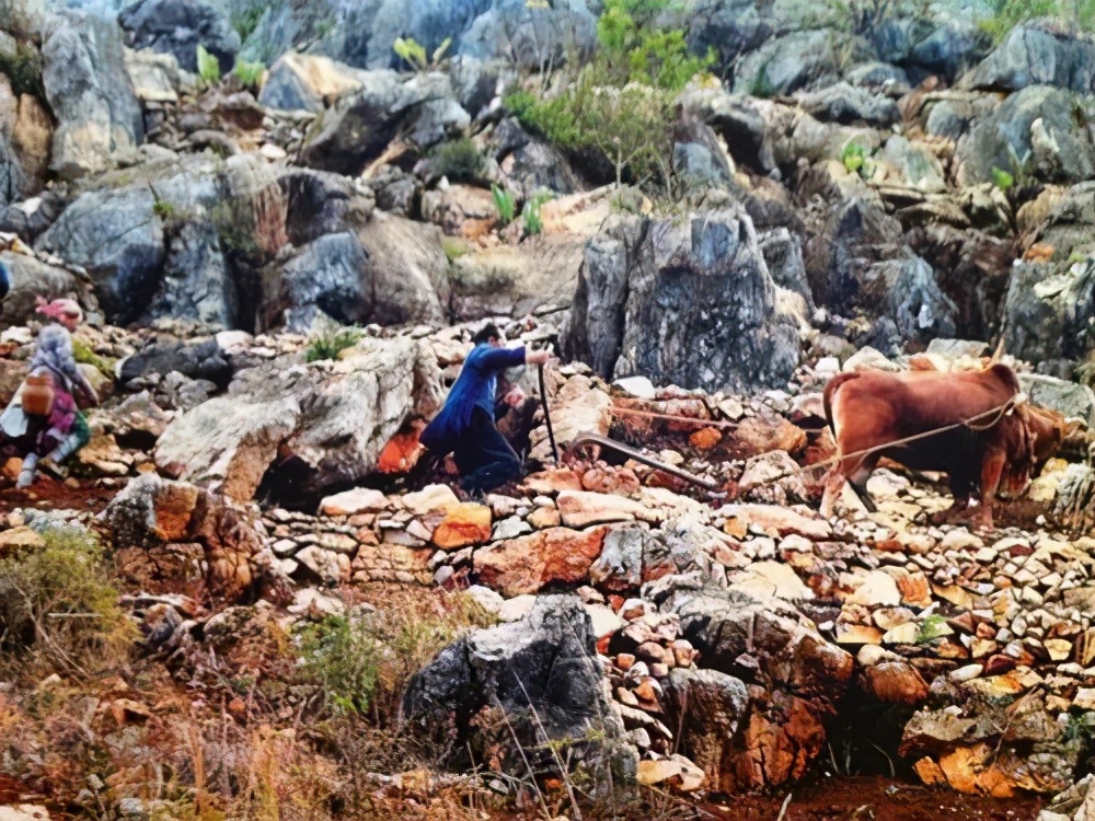 「农民日报推出《特困片区脱贫记》系列报告文学⑨」开在石头上的花