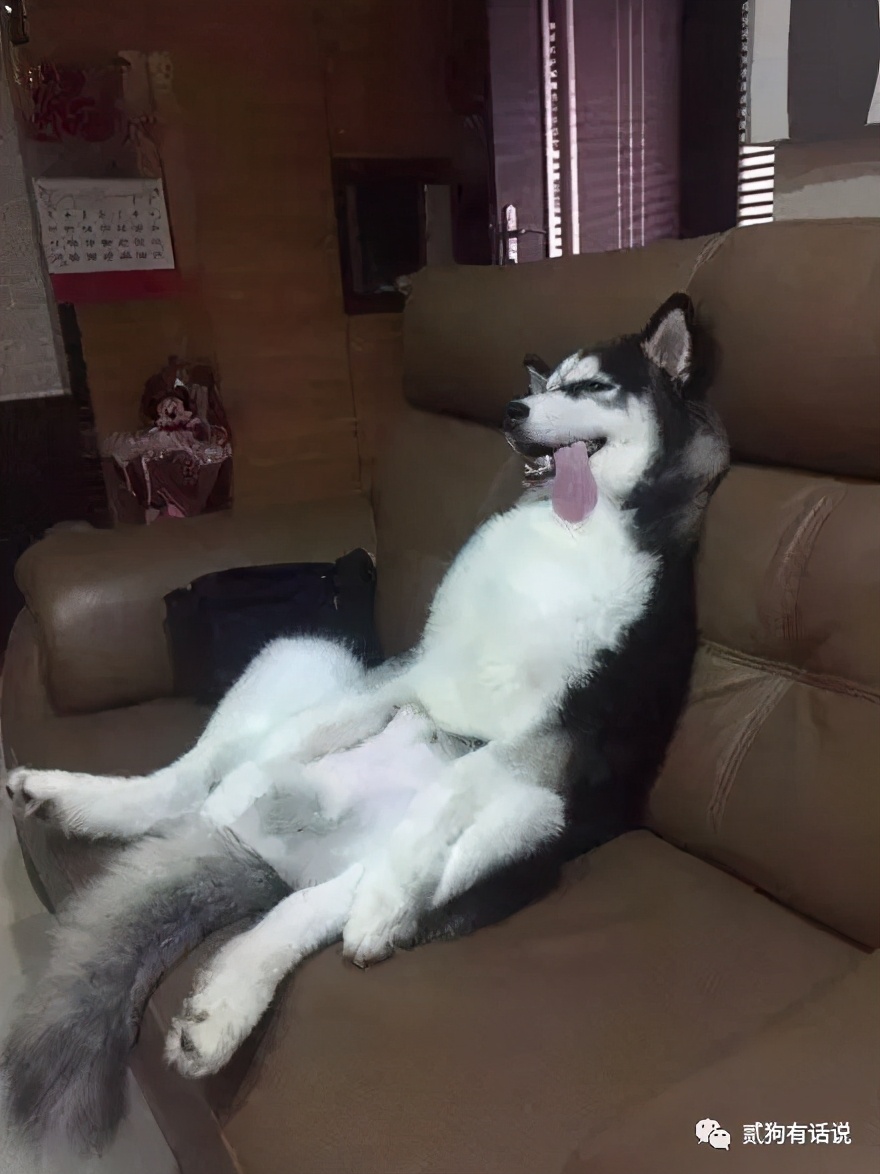 狗中奇葩哈士奇,狗界七大奇葩