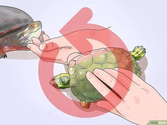 龟怎样才算认可主人,怎么增加和龟的互动性