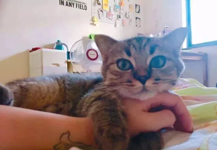 一个人养猫有什么烦恼,一个人生活养只狗靠谱吗