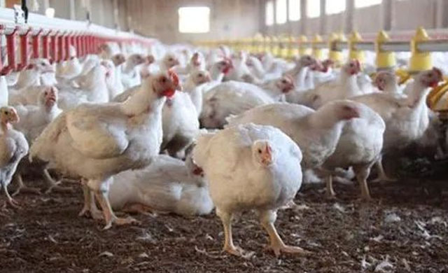 鸡的眼睛瞎了用什么药,养殖鸡眼睛肿瞎是什么原因