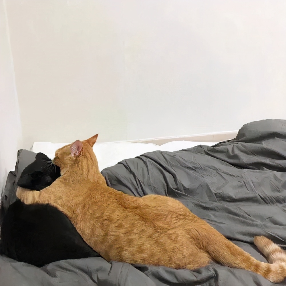 猫真的会把你当妈妈,猫把你当成妈妈是啥样子的