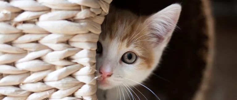 猫咪误食线头怎么办,猫咪误食绳子会有什么表现