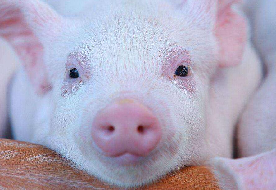 小猪拉肚子用什么药最好使,小猪拉肚子土办法