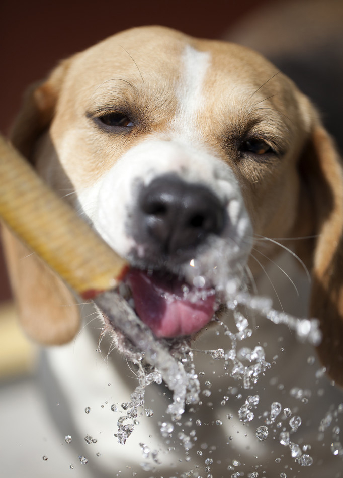 狗狗在什么情况下温度会升高,狗狗出现应激反应怎么办