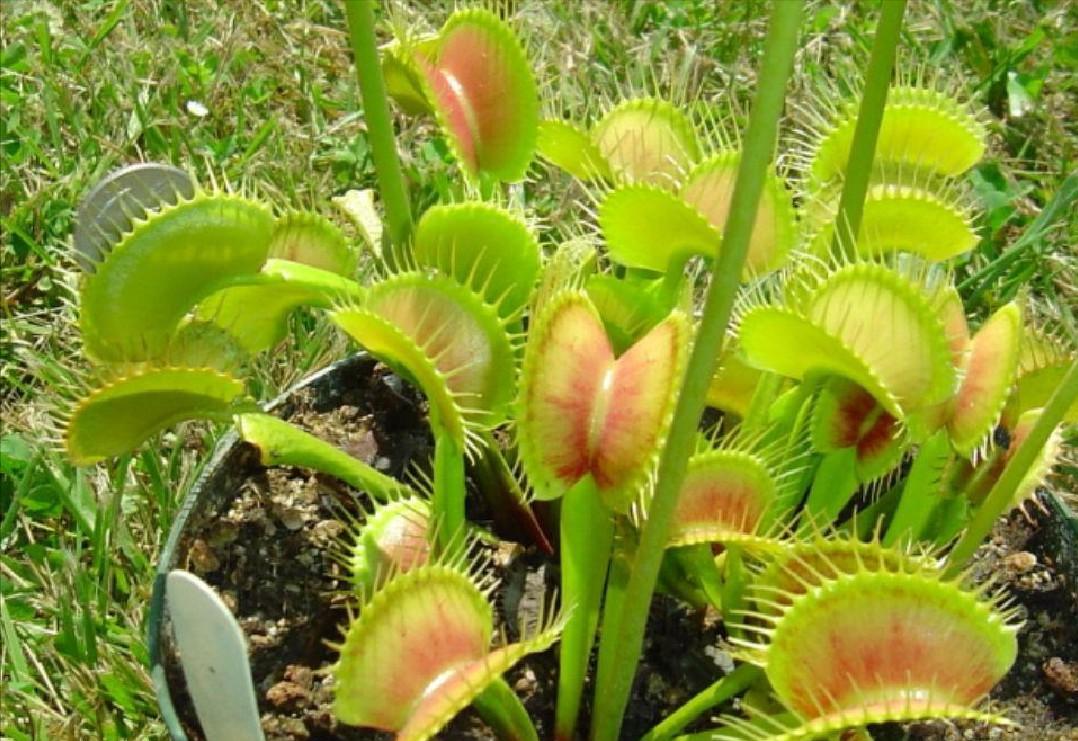 各种食虫植物的特点,不一样的食虫植物