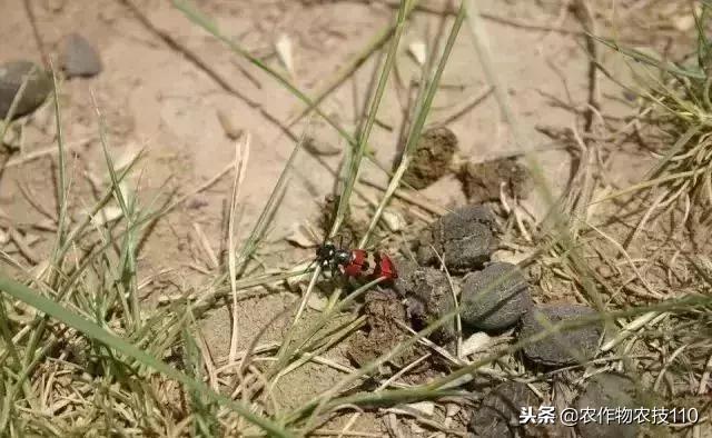 鸡粪羊粪和牛粪哪个肥效高,鸡粪和牛粪做底肥哪个好